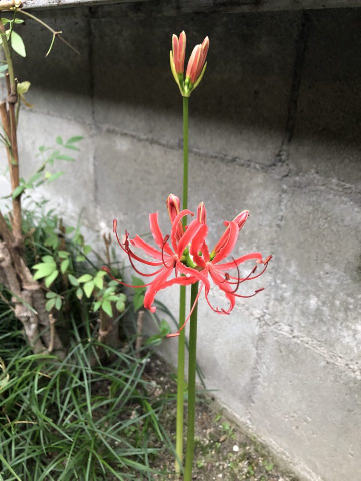 庭に咲いた彼岸花 小さな幸せの積み重ね ブログ 手芸家 林サヨコ 創作キルトの世界