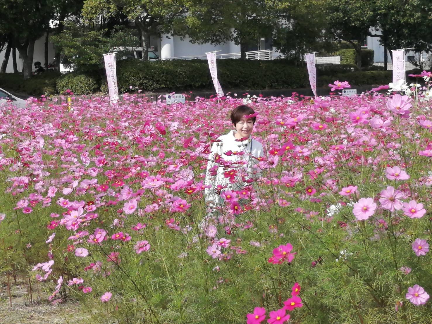 コスモス畑と町家キルト制作開始｜ブログ｜手芸家 林サヨコ 創作キルトの世界